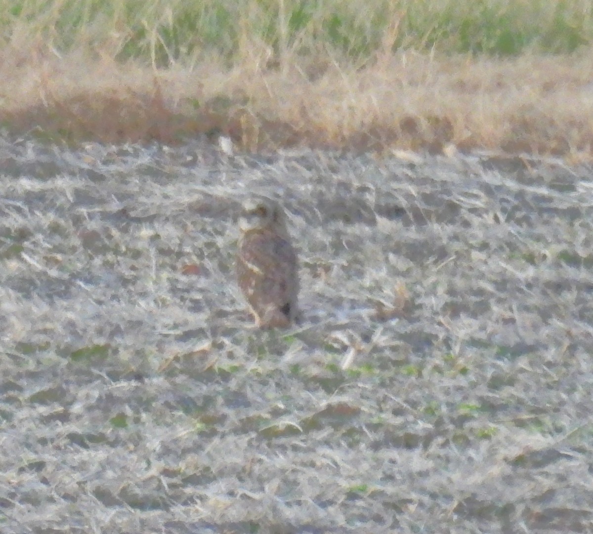 Short-eared Owl - ML645477007