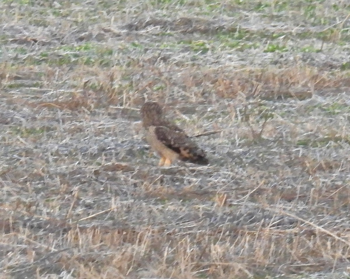 Short-eared Owl - ML645477008