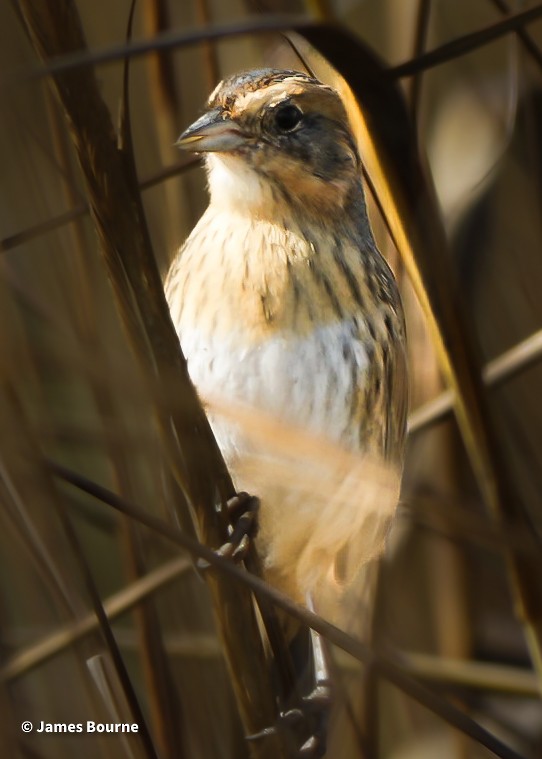 nålstjertspurv - ML645477009