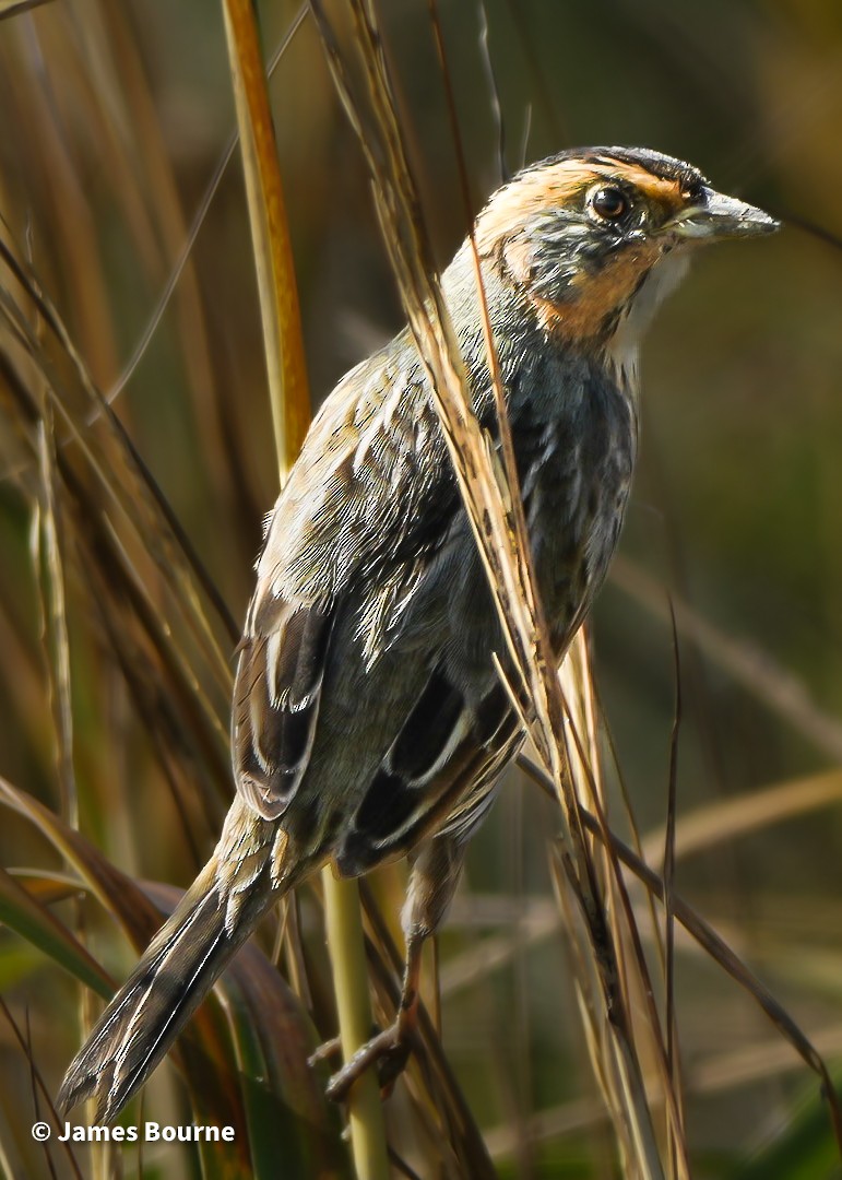 nålstjertspurv - ML645477010