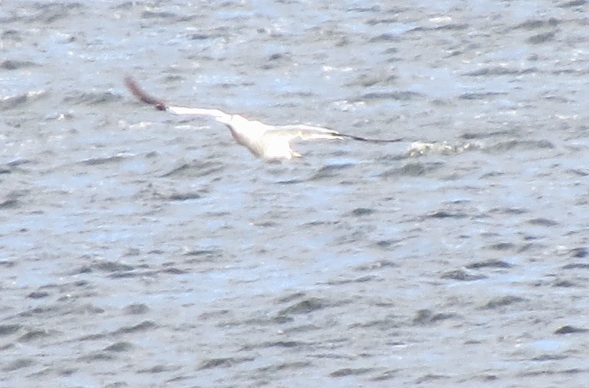 Northern Gannet - ML645477011