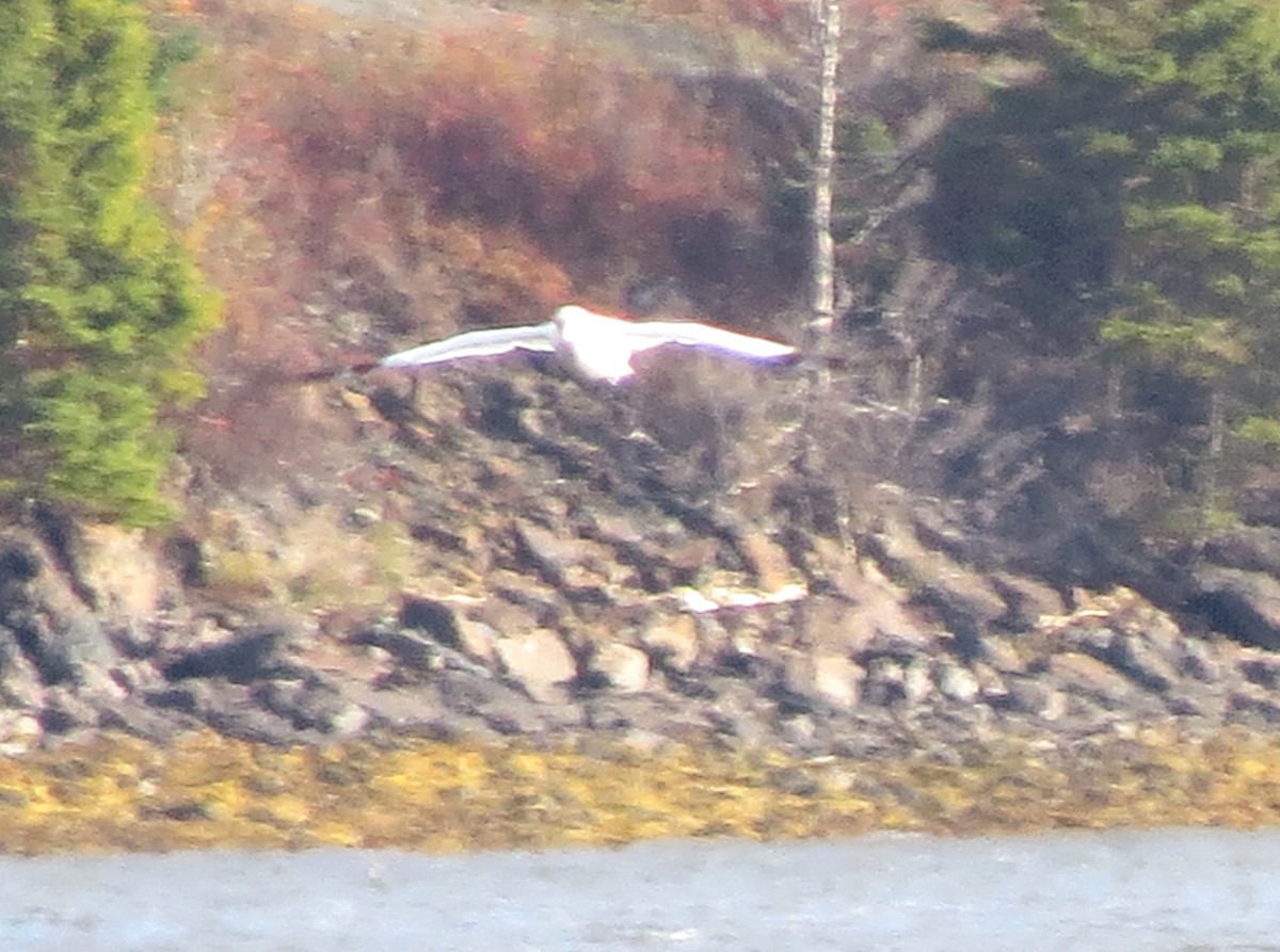 Northern Gannet - ML645477012