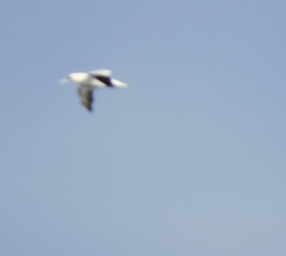 Northern Gannet - ML645477016