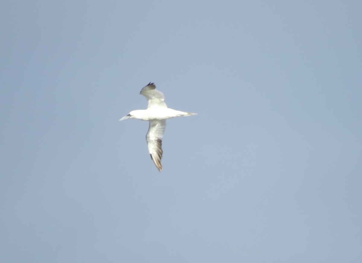 Northern Gannet - ML645477018
