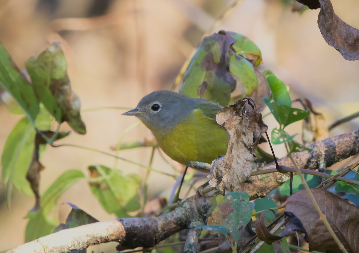 Nashville Warbler - ML645477023