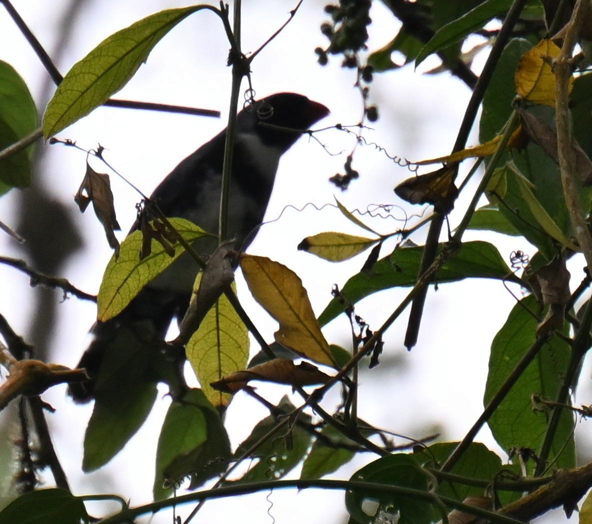 Masked Saltator - ML645477024