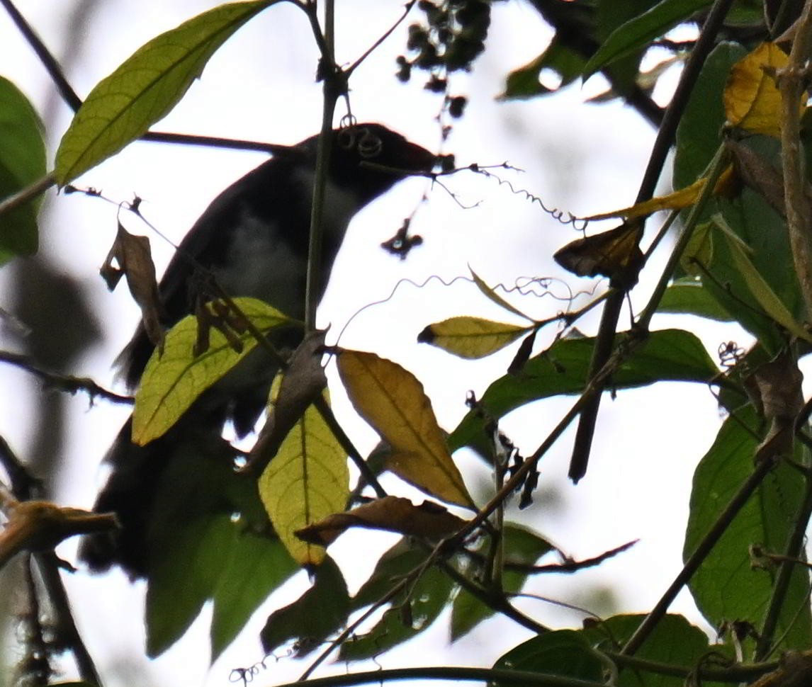 Masked Saltator - ML645477025