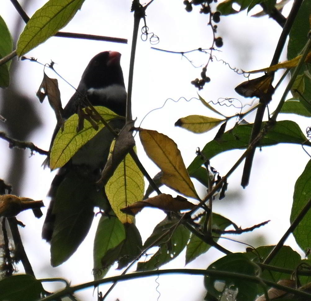 Masked Saltator - ML645477026