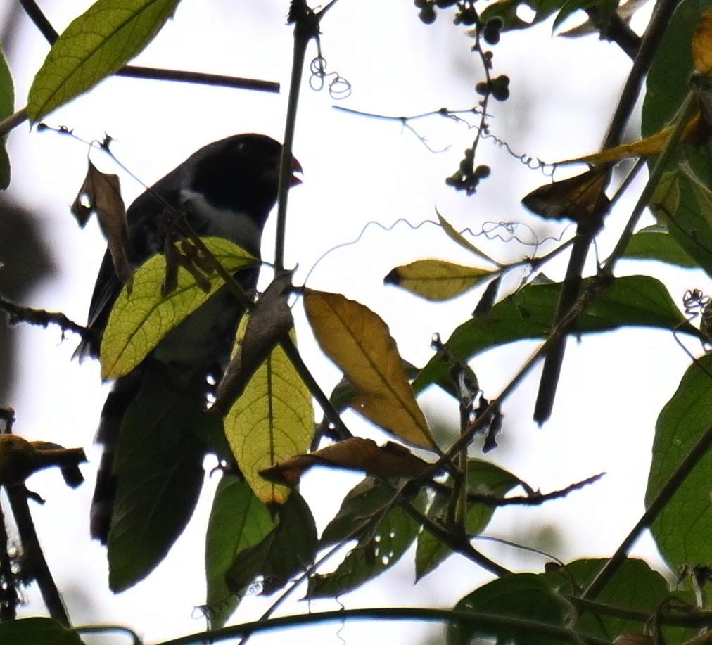 Masked Saltator - ML645477027