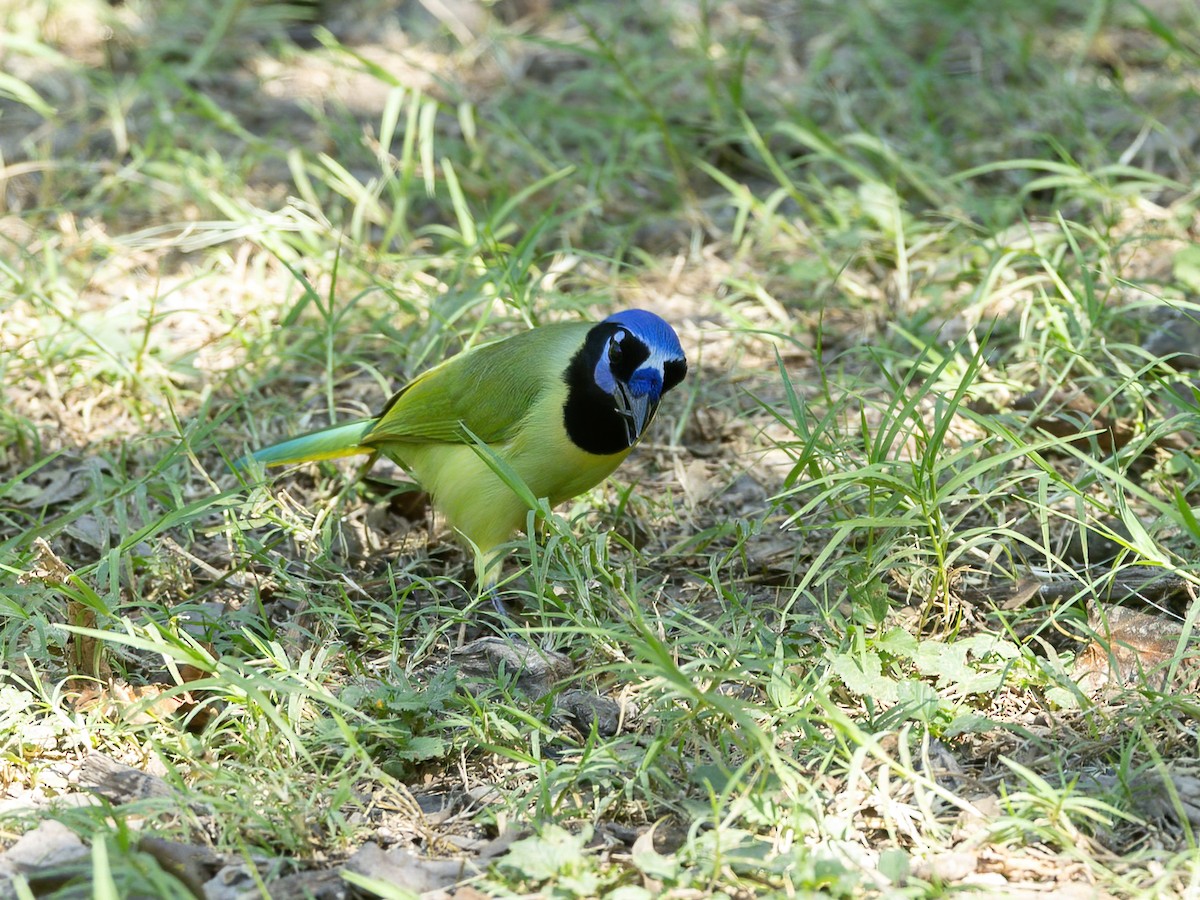 Geai vert - ML645477028