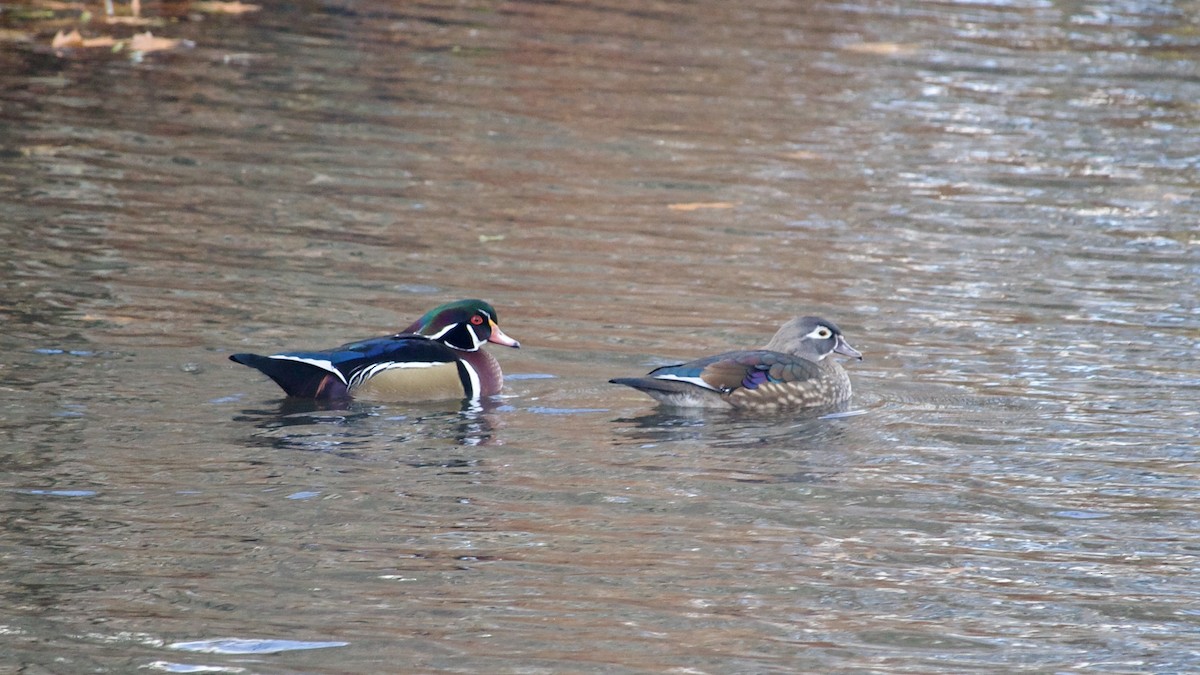 מנדרין אמריקני - ML645477032