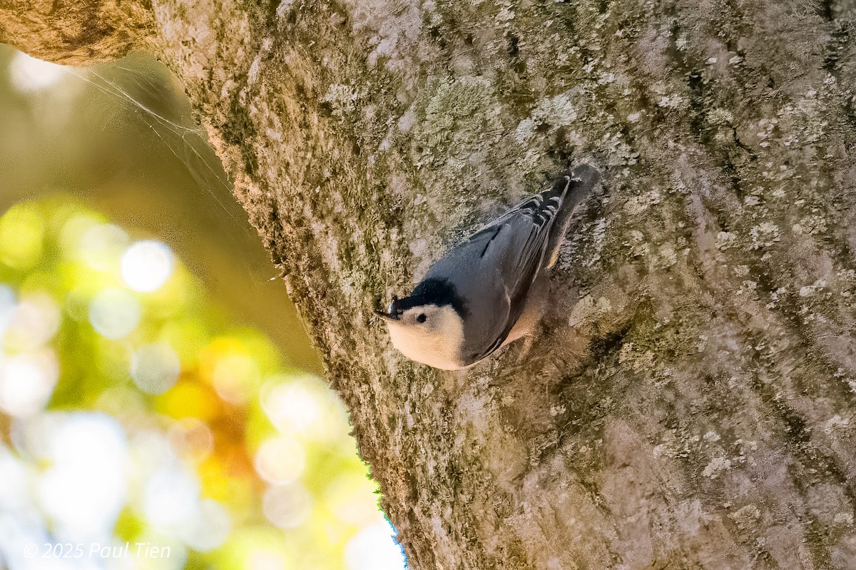 White-breasted Nuthatch - ML645477036
