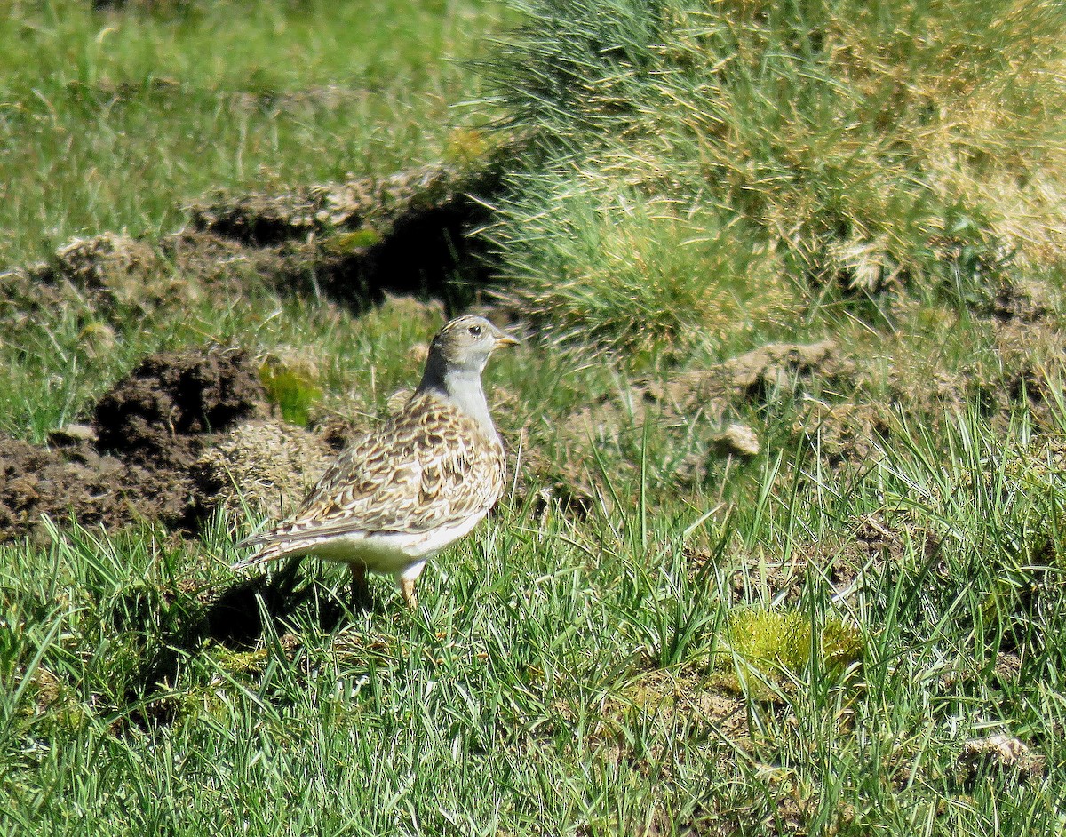 Gray-breasted Seedsnipe - ML645477044
