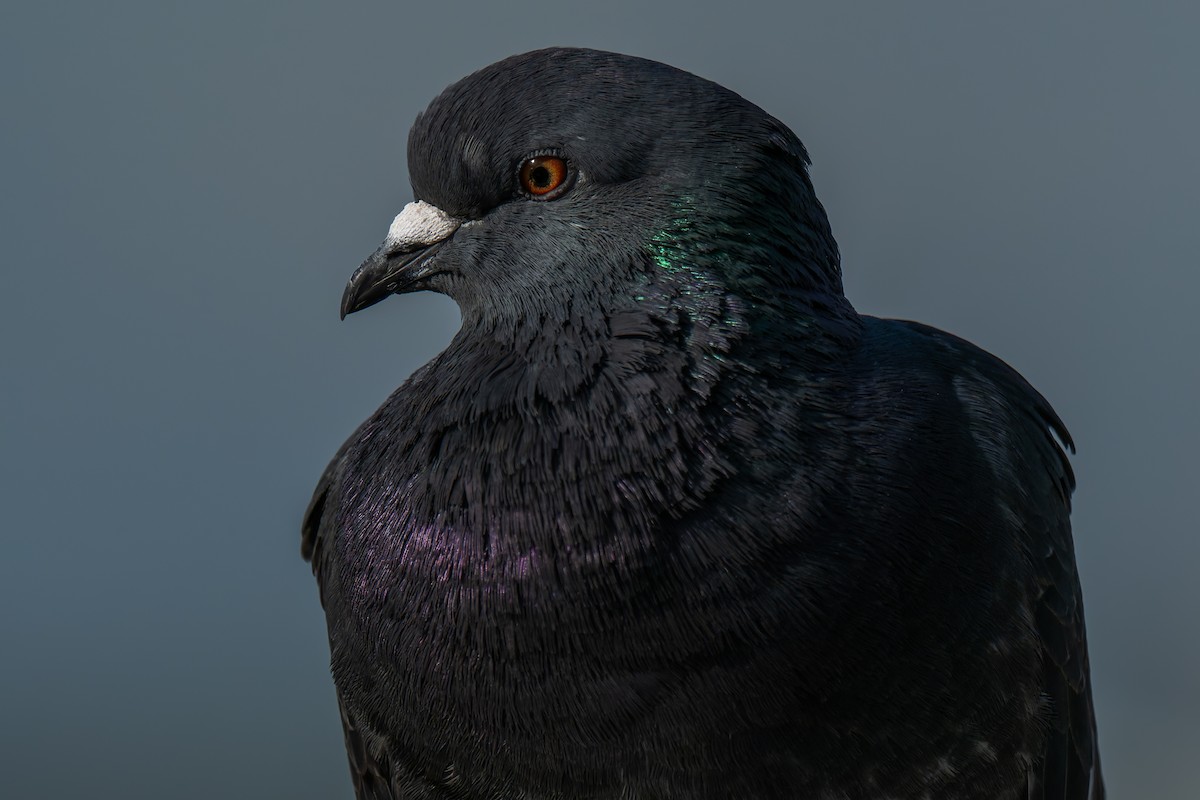 Rock Pigeon (Feral Pigeon) - ML645477050