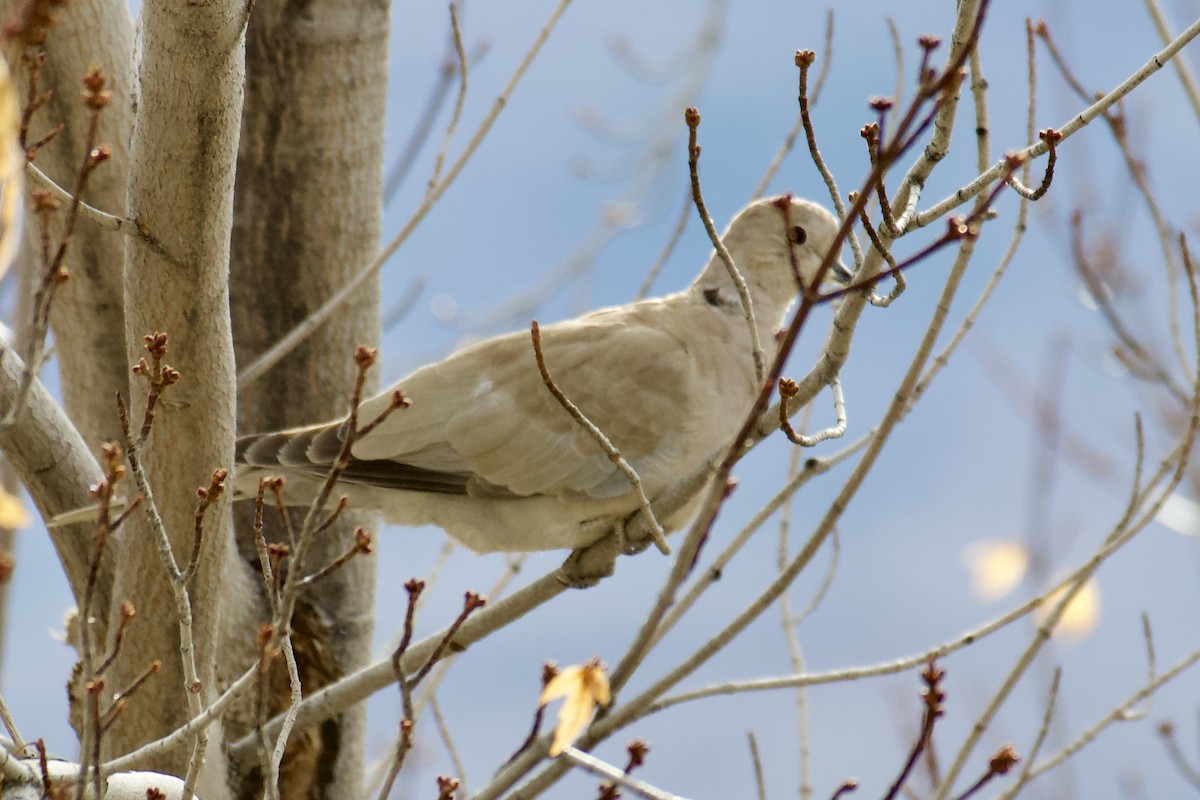 tyrkerdue - ML645477057