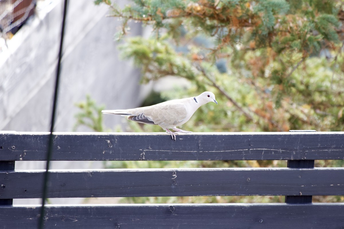 tyrkerdue - ML645477058