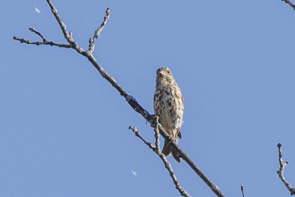 Purple Finch (Eastern) - ML645477064