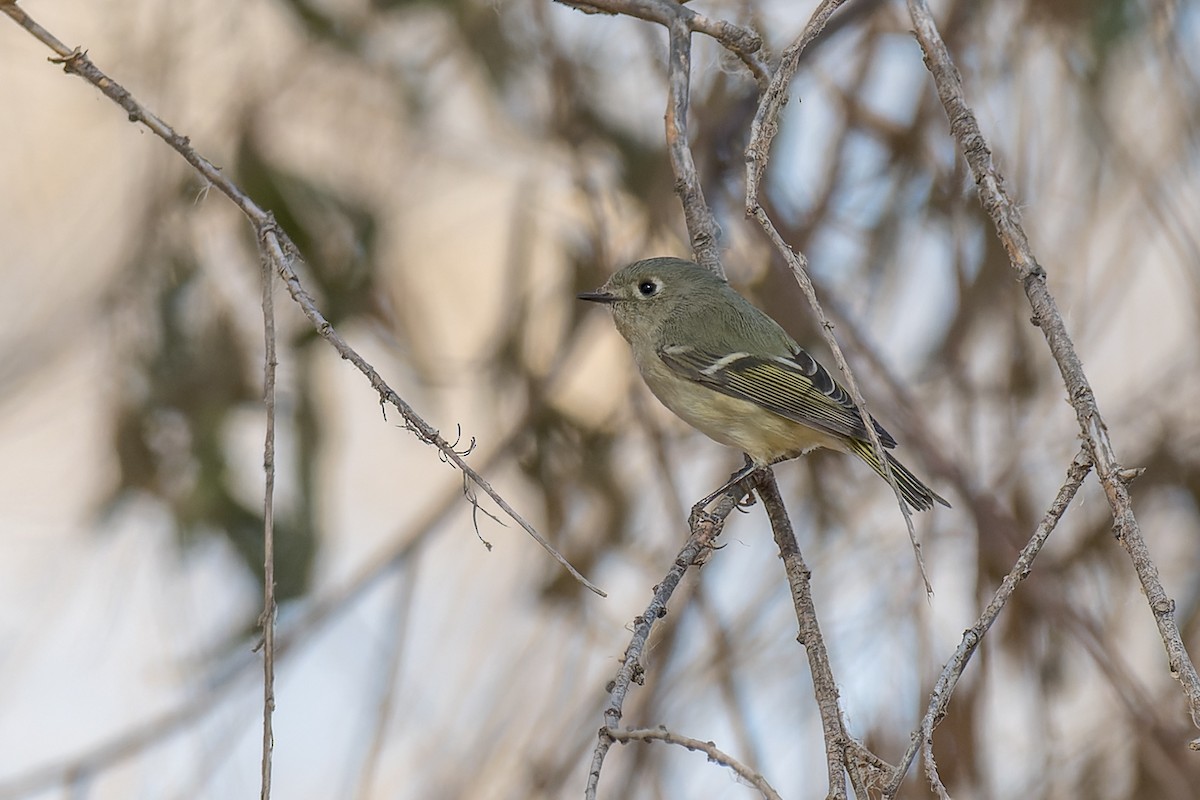 Ruby-crowned Kinglet - ML645477068