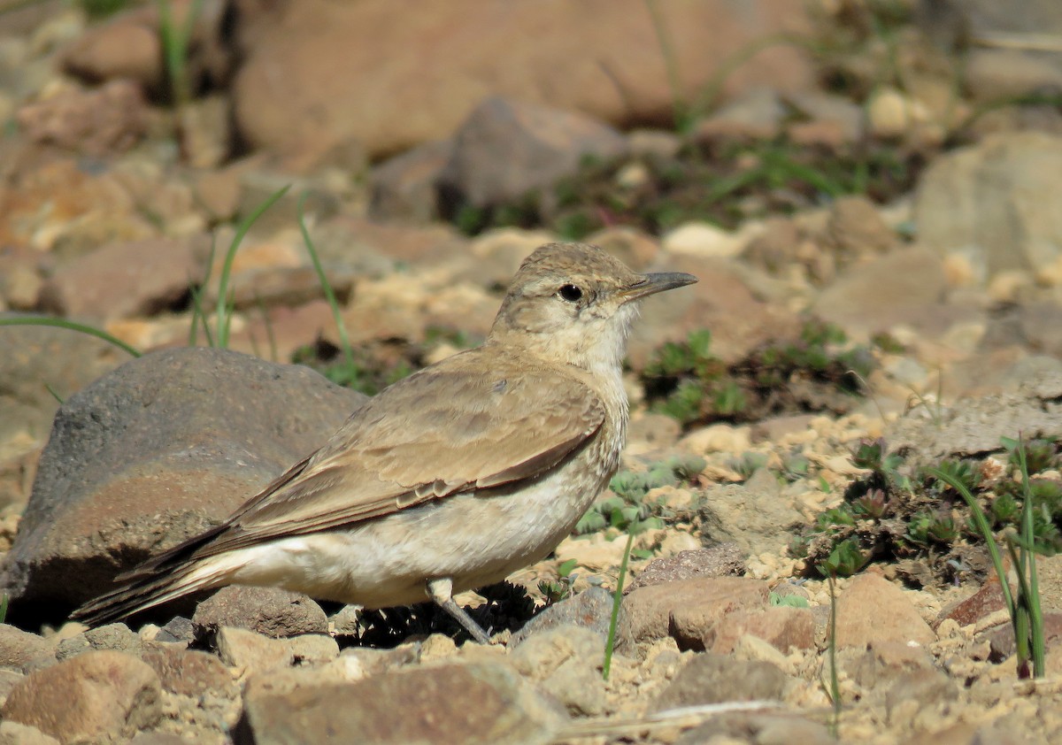 Creamy-rumped Miner - ML645477069