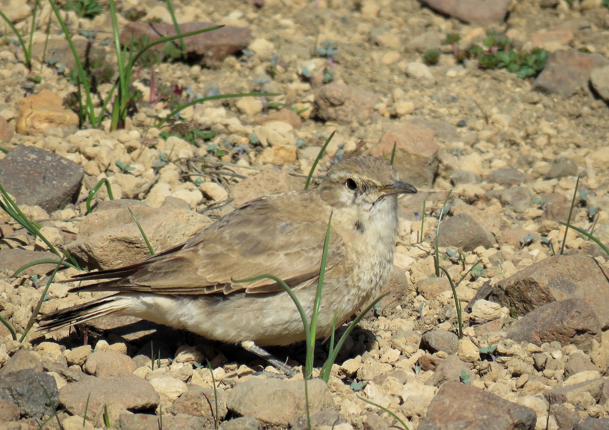 Creamy-rumped Miner - ML645477070