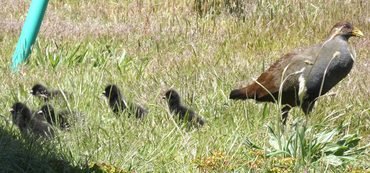 Tasmanian Nativehen - ML645477071