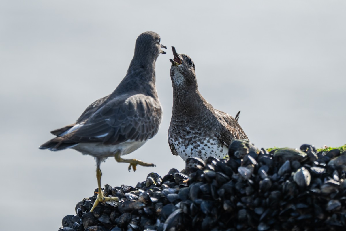 Surfbird - ML645477072