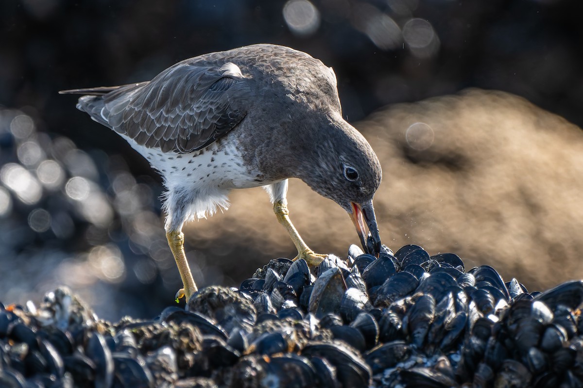 Surfbird - ML645477073
