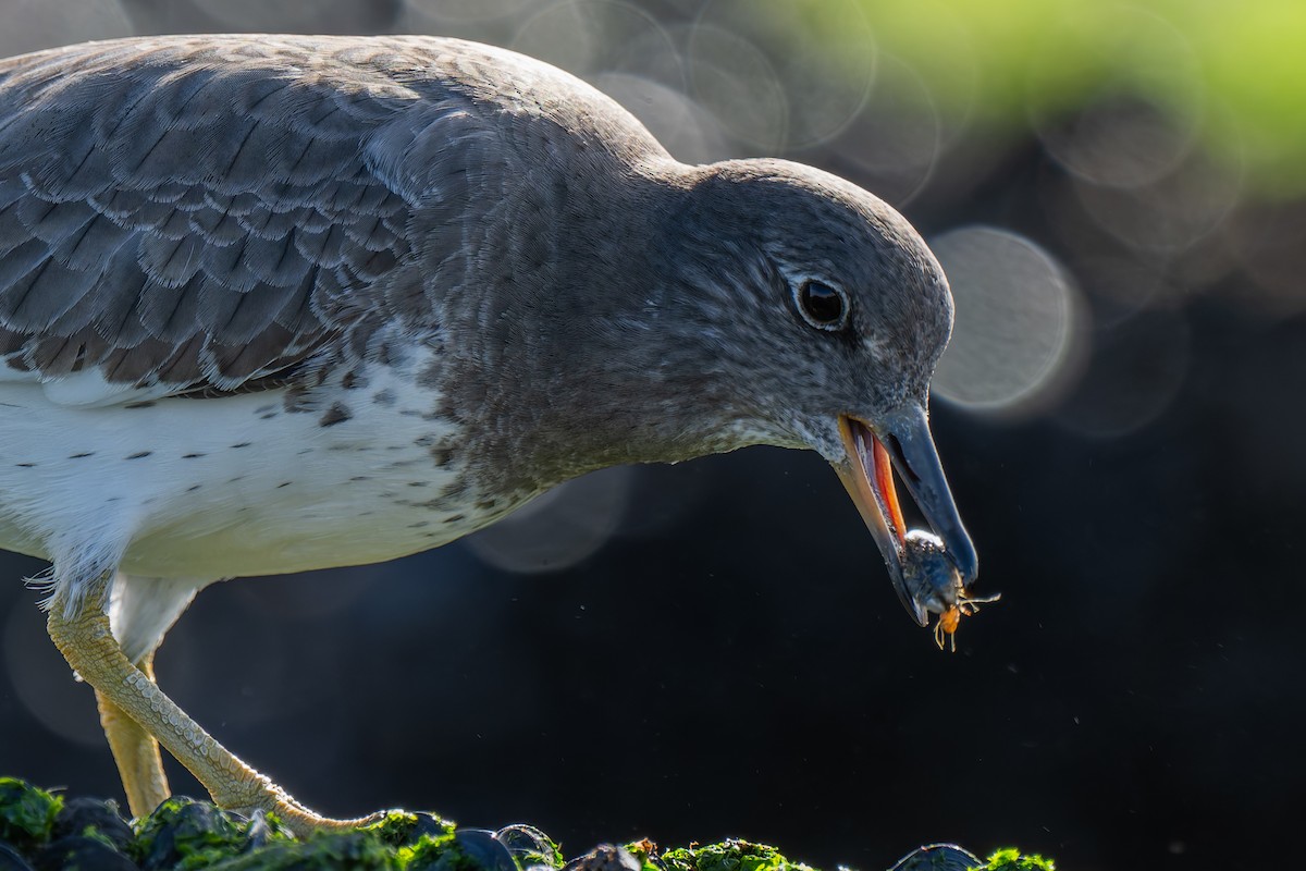 Surfbird - ML645477074