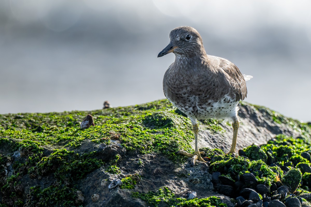 Surfbird - ML645477075