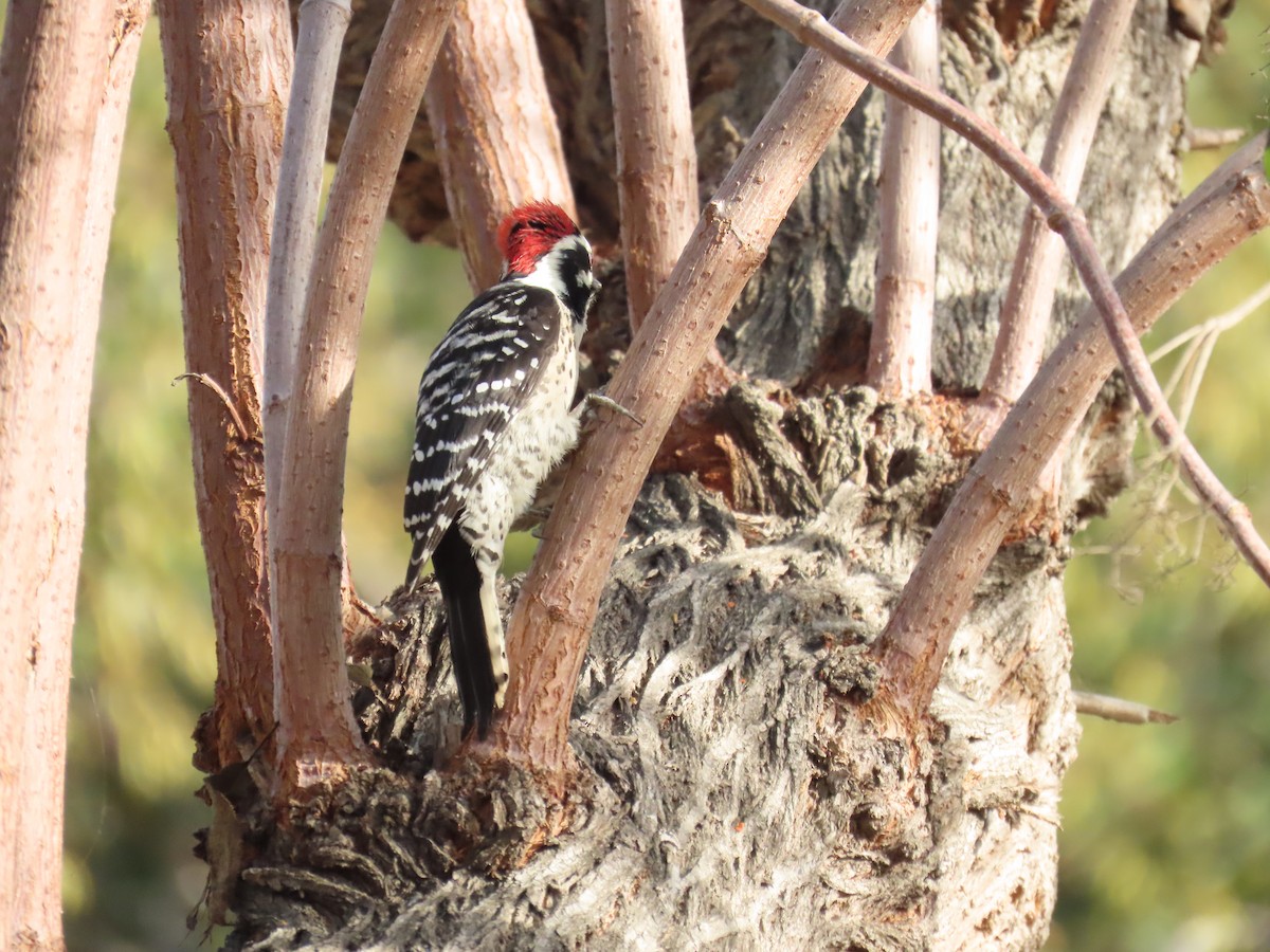 Nuttall's Woodpecker - ML645477076