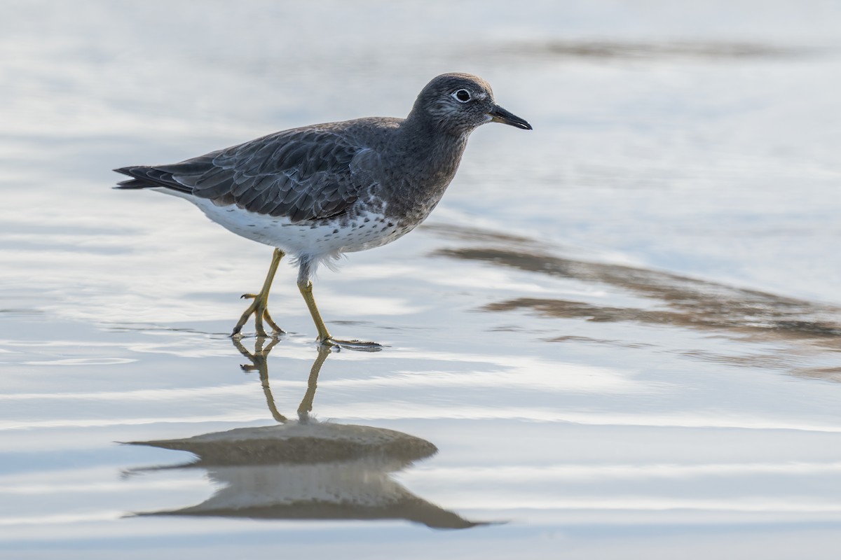 Surfbird - ML645477077
