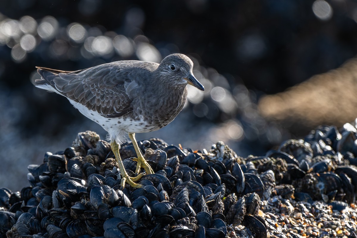 Surfbird - ML645477078