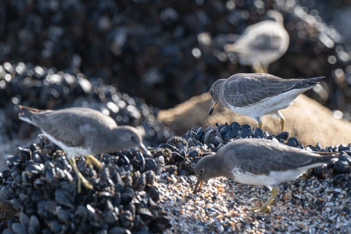 Surfbird - ML645477080