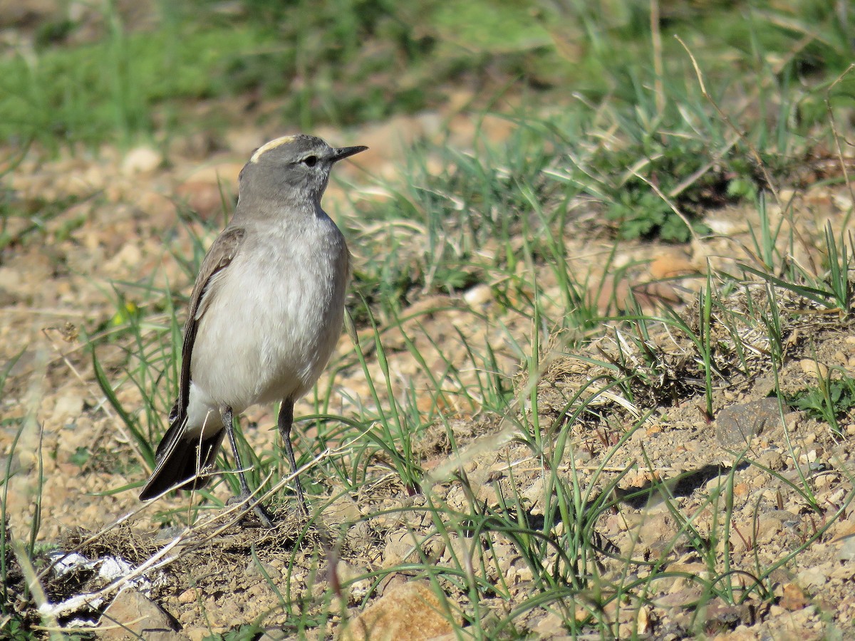 Ochre-naped Ground-Tyrant - ML645477081