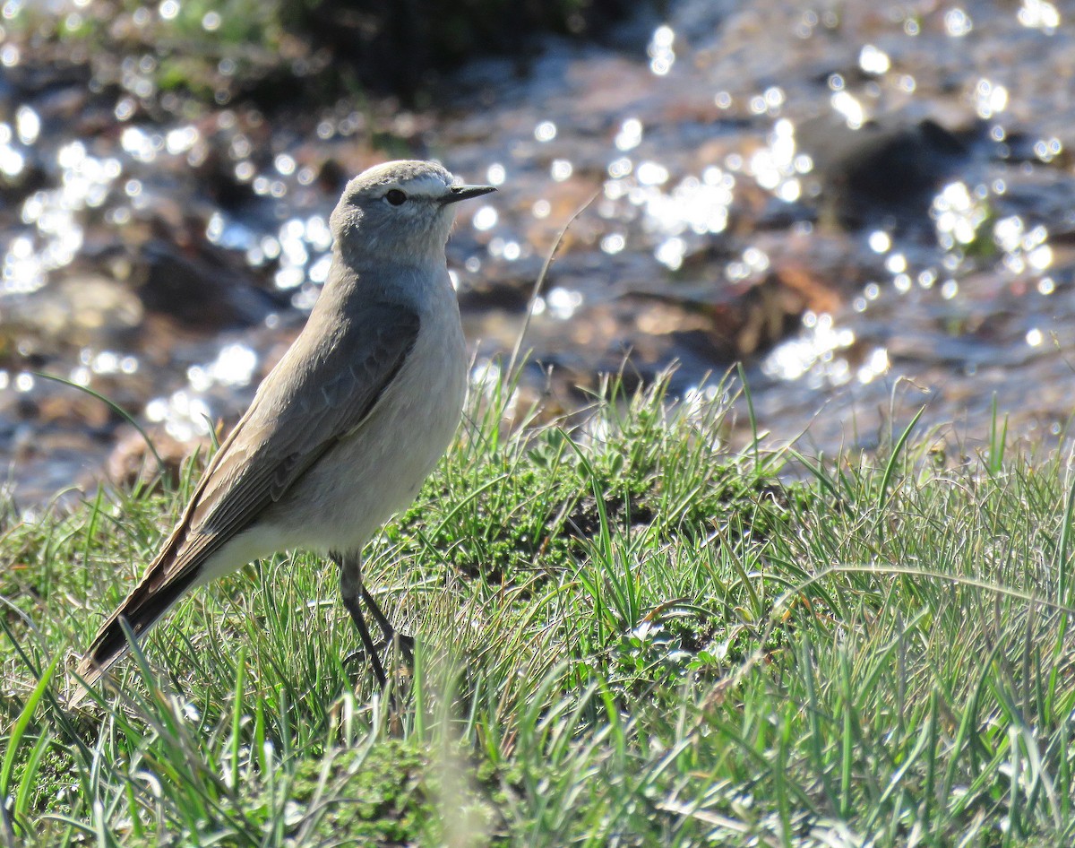 Ochre-naped Ground-Tyrant - ML645477082