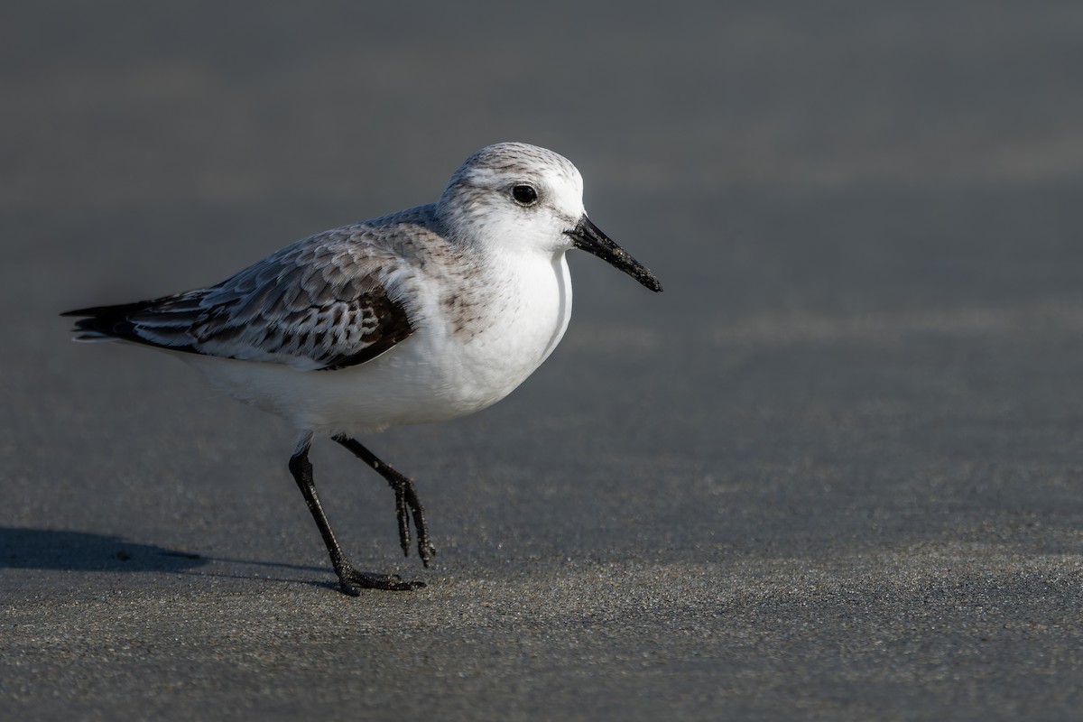 Sanderling - ML645477084