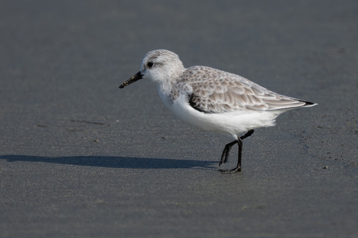 Sanderling - ML645477086