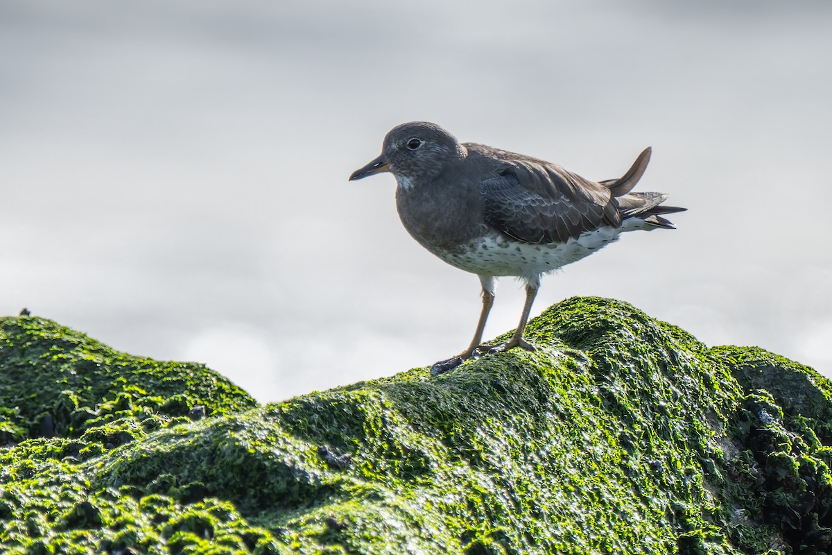 Surfbird - ML645477088