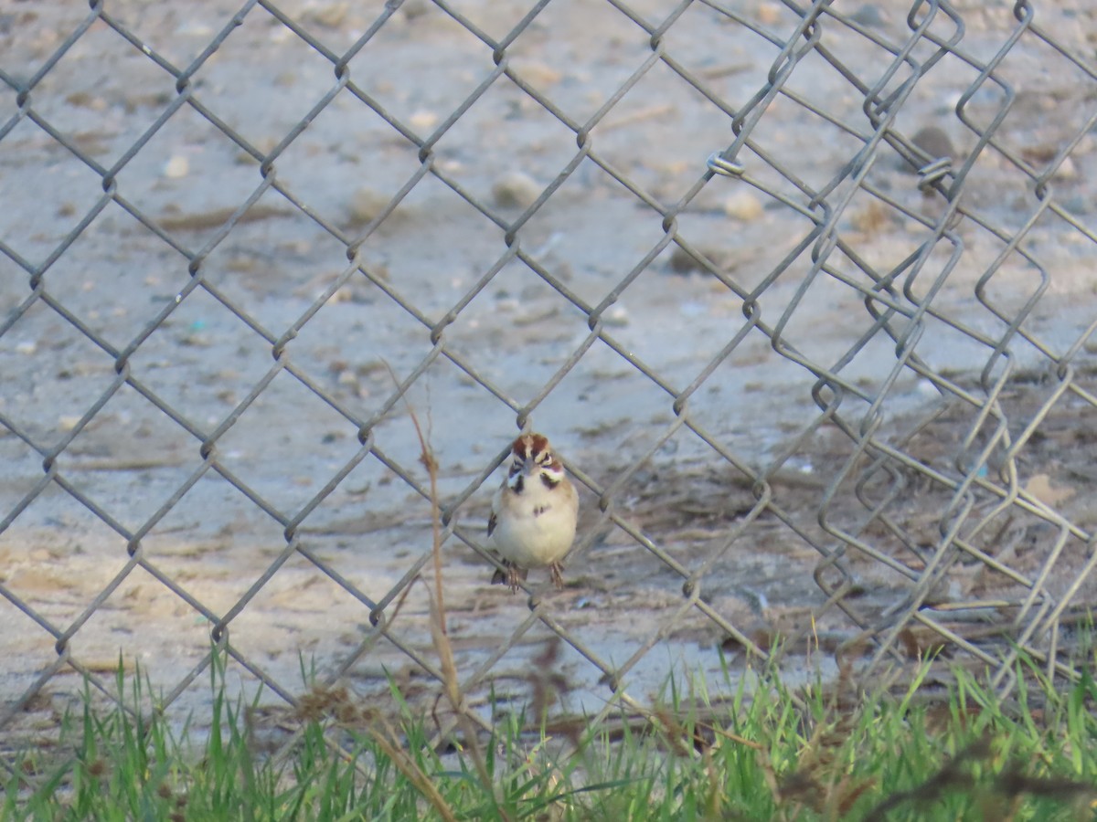 Lark Sparrow - ML645477090