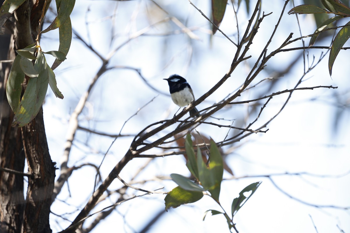 Superb Fairywren - ML645477091