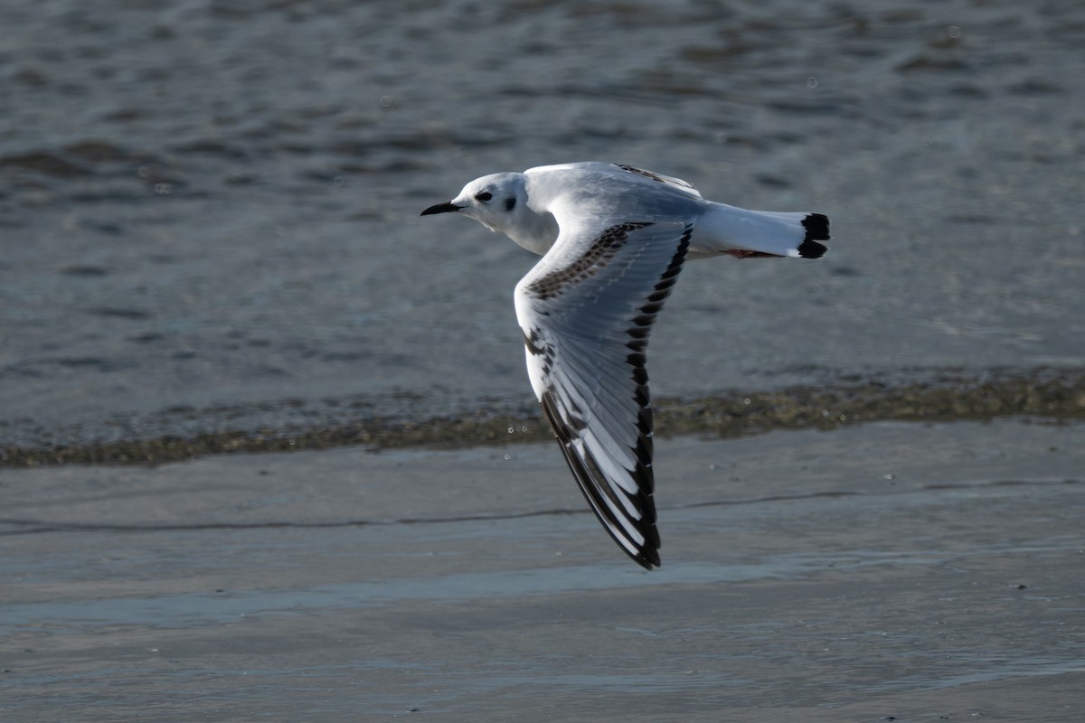 Bonaparte's Gull - ML645477093