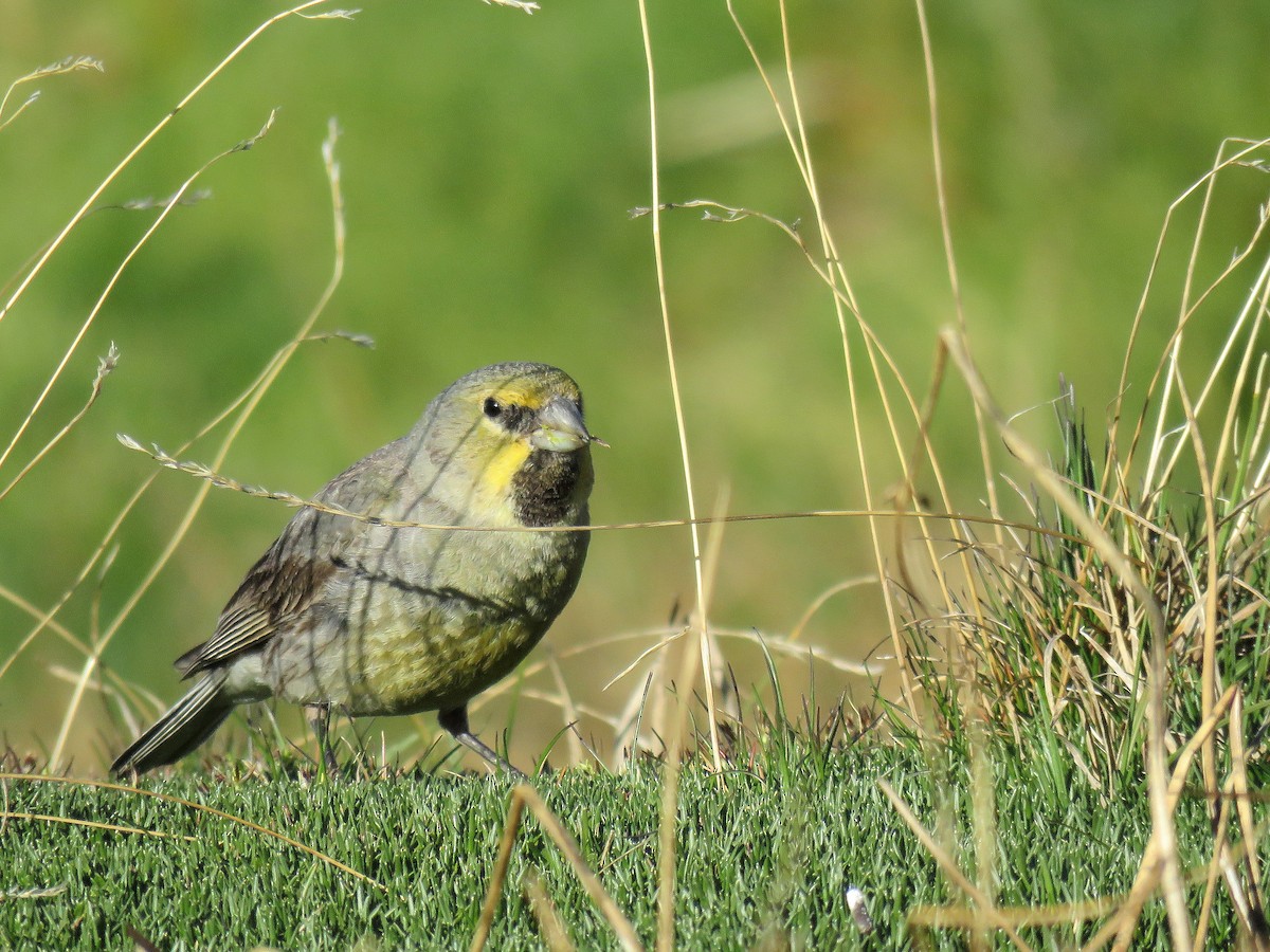 Yellow-bridled Finch - ML645477096