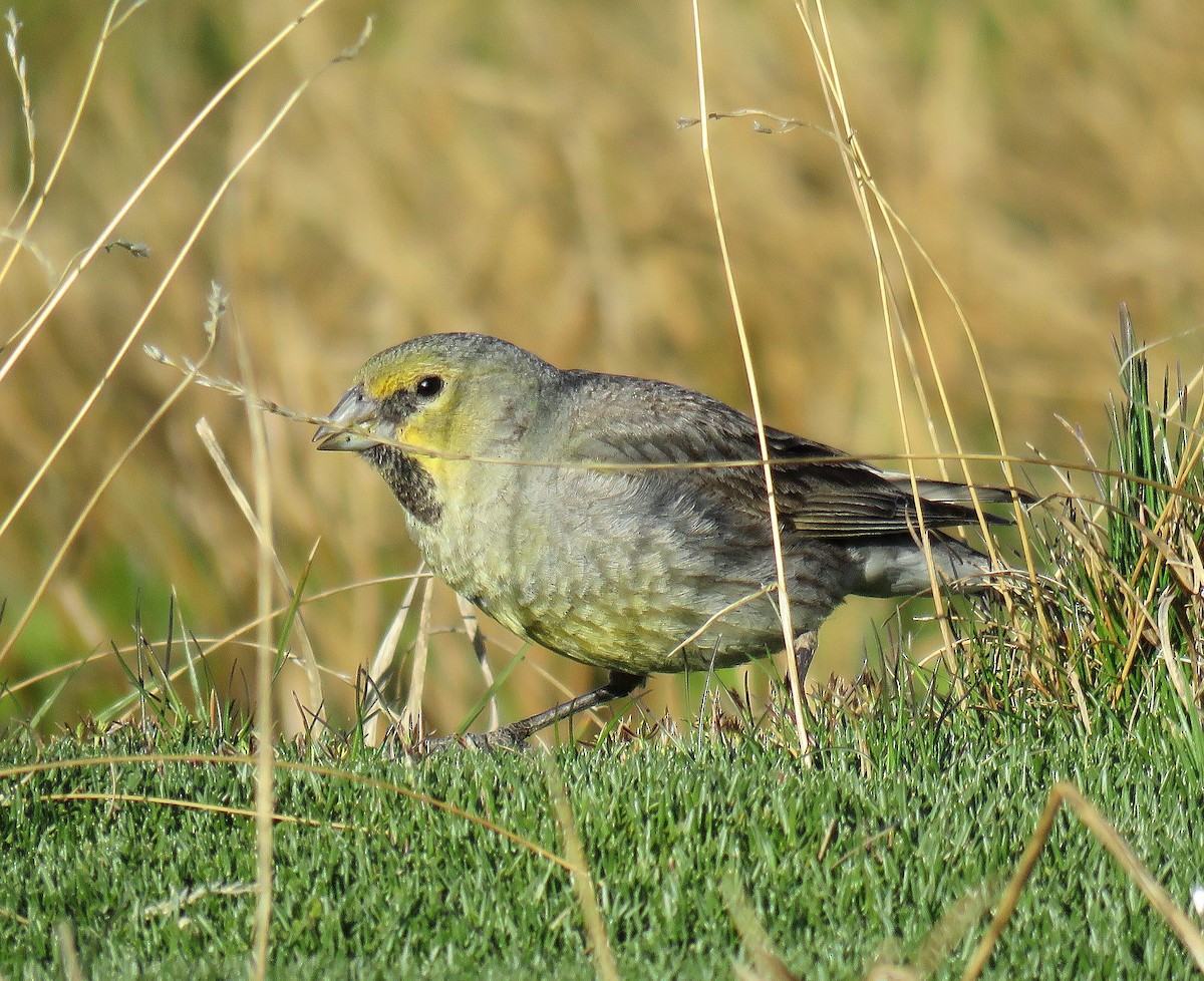 Yellow-bridled Finch - ML645477097