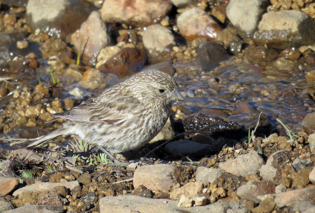 Yellow-bridled Finch - ML645477098