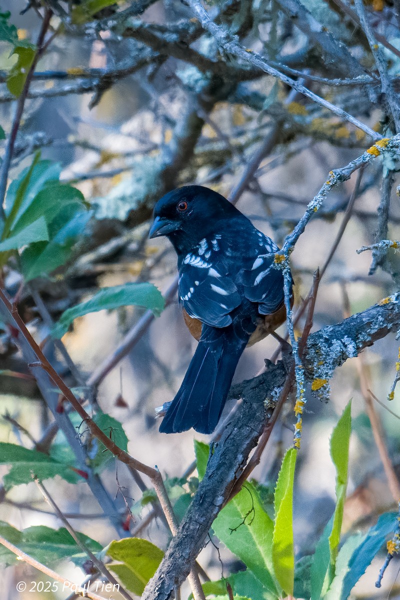 Spotted Towhee - ML645477100