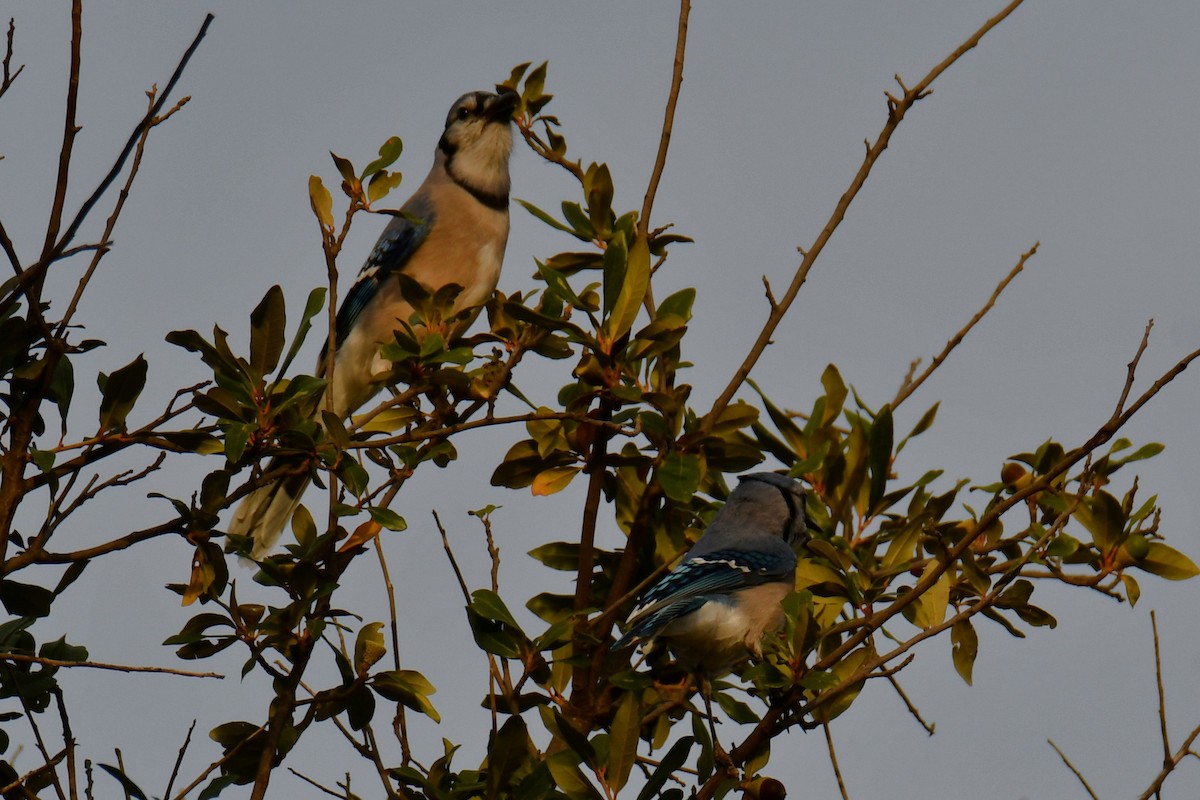 Сизойка блакитна - ML645477101