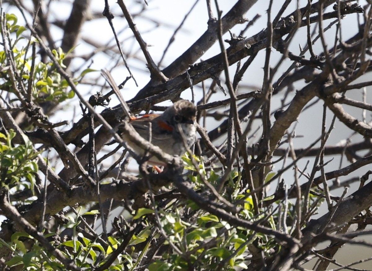 Red-backed Fairywren - ML645477102