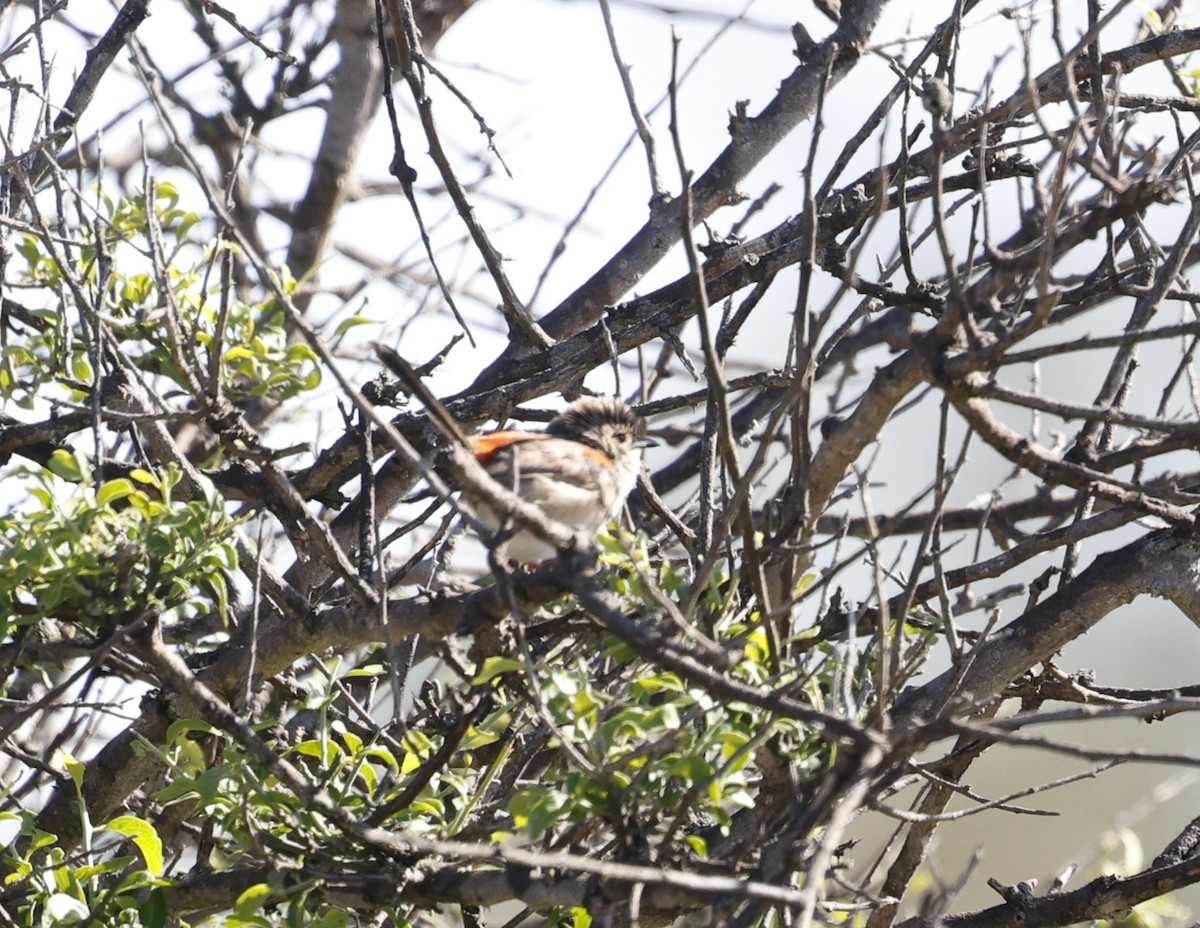 Red-backed Fairywren - ML645477103