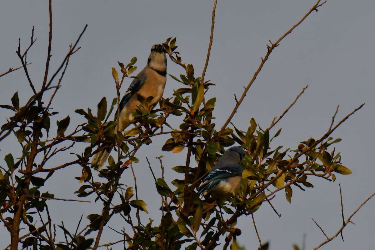 Сизойка блакитна - ML645477104