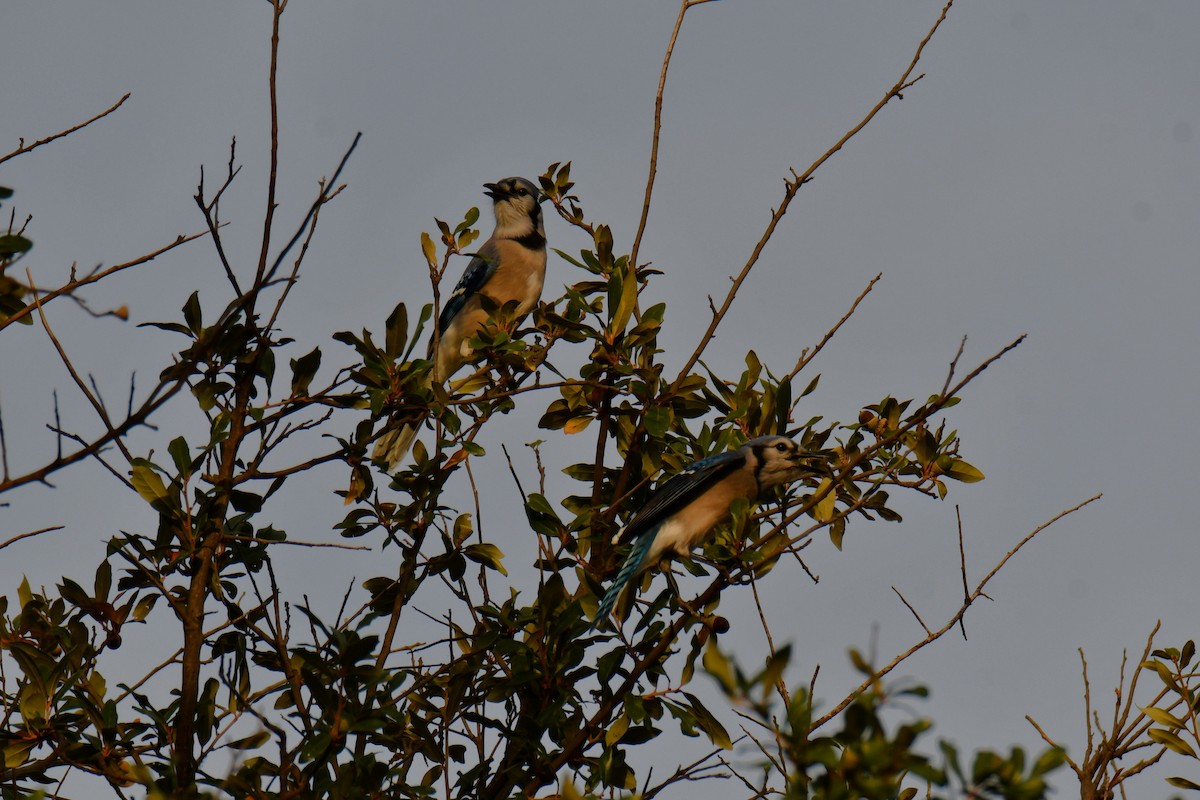 Blue Jay - ML645477105